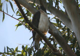 Short-tailed Hawk