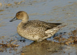 Northern Pintail; female