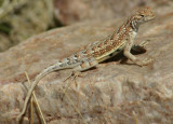 Elegant Earless Lizard; male