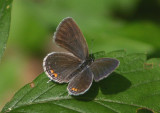 Cupido comyntasue; Eastern Tailed-Blue; female
