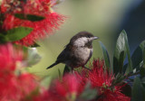 Chestnut-backed Chickadee