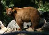 Black Bear