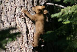 Black Bear cub