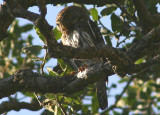 Northern Pygmy Owl