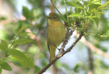 Yellow Warbler; female