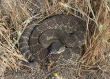 South Pacific Rattlesnake
