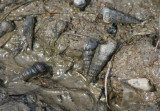 California Horn Shells