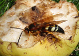 Sphecius speciosus; Eastern Cicada Killer