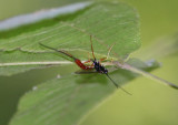 Dolichomitus irritator; Ichneumon Wasp species