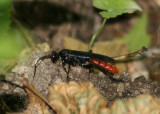 Ichneumonidae Ichneumon Wasp species