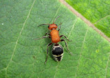 Timulla vagans; Velvet Ant species; female