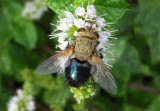 Archytas Tachinid Fly species