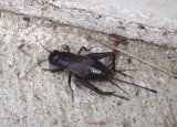 Gryllus pennsylvanicus; Fall Field Cricket; female