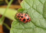 Coleomegilla maculata; Spotted Lady Beetle