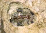 West Indian Chiton