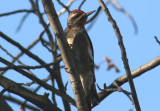 Red-naped Sapsucker; young male