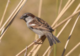 House Sparrow; male; exotic
