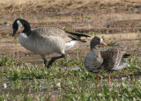 Canada and Greater White-fronted Geese