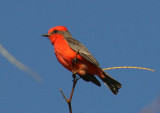 Vermilion Flycatcher; male