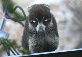 White-nosed Coati