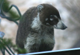 White-nosed Coati