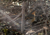 Varied Thrush; female