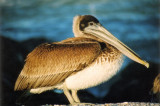 Brown Pelican; immature
