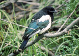 Black-billed Magpie; immature