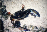 Blue Crab