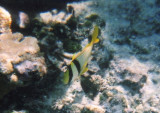 Porkfish
