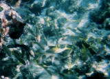 Yellow Goatfish