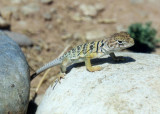 Eastern Collared Lizard