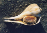 Pear Whelk