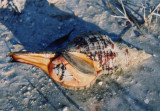 Florida Horse Conch