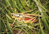 Romalea microptera; Eastern Lubber Grasshopper