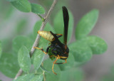 Polistes comanchus; Paper Wasp species