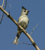 Black-crested Titmouse