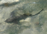 Nurse Shark