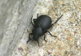 Eleodes cordata; Darkling Beetle species