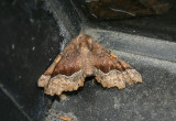 6747-6762 - Pero Geometrid Moth species