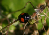 Chilocorus stigma; Twice-stabbed Lady Beetle