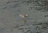 Common Greenshank