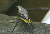 Gray Wagtail