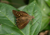 Borbo cinnara (Formosan Swift)