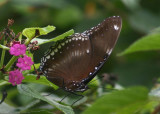 Hypolimnas bolina (Great Eggfly); male
