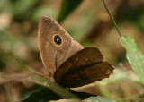 Mycalesis mineus (Dark-banded Bushbrown); dry season form
