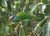 Taiwan Barbet; endemic