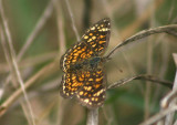 Phyciodes graphica; Vesta Crescent