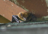 Evening Bat