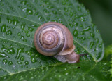 Webbhelix multilineata; Striped Whitelip Snail